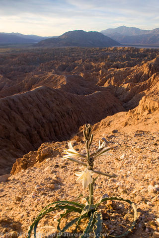 Anza-Borrego