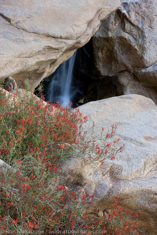 Wildflowers in Borrego Palm Canyon