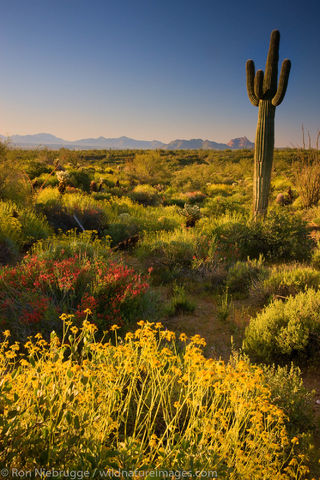 McDowell Mountain Regional Park