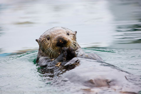 Sea Otter