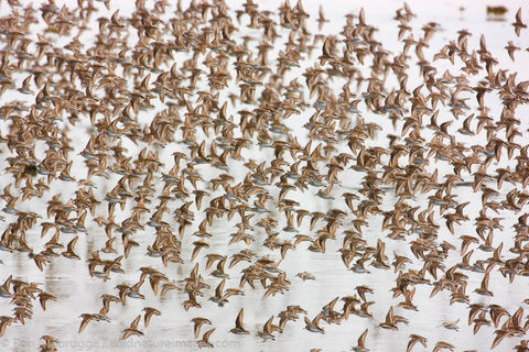 Shorebird Migration