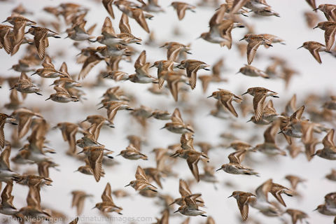 Shorebird Migration