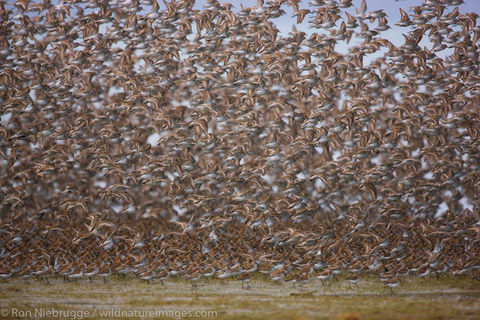 Shorebird Migration