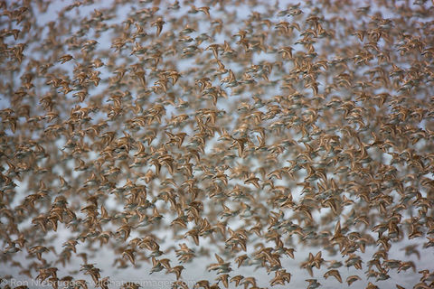 Shorebird Migration