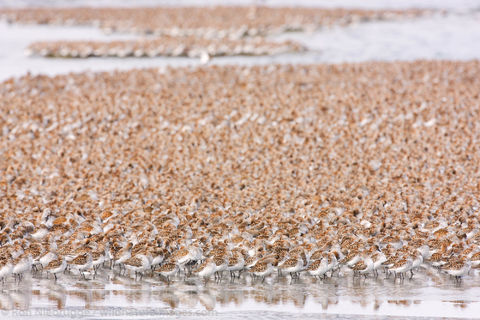 Shorebird Migration