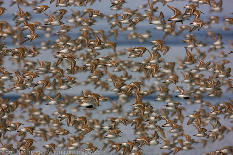 Shorebird Migration