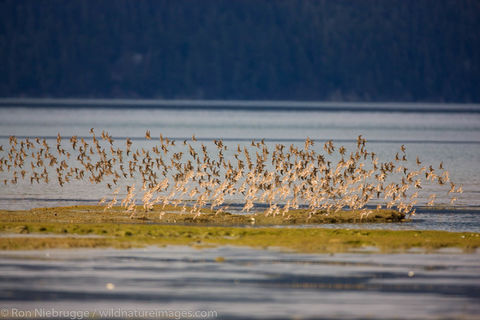 Shorebird Migration