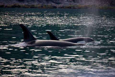 Orca Whale