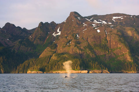 Humpback whale