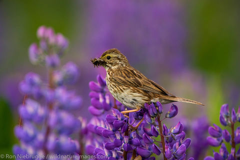 Savannah Sparrow 