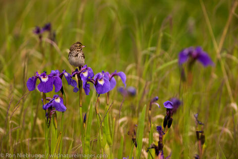 Savannah Sparrow 