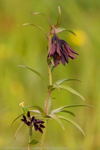 Chocolate Lily