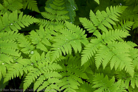 Ferns