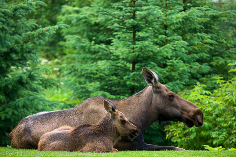 Cow and Calf Moose
