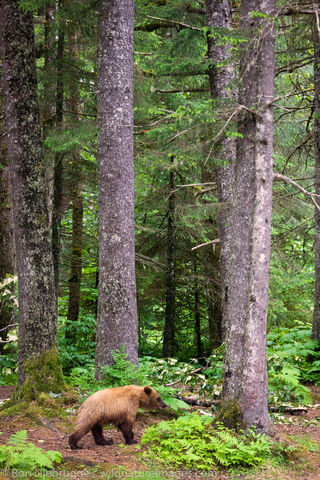 Brown Bear in Alaska