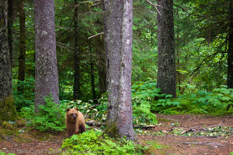 Brown Bear in Alaska