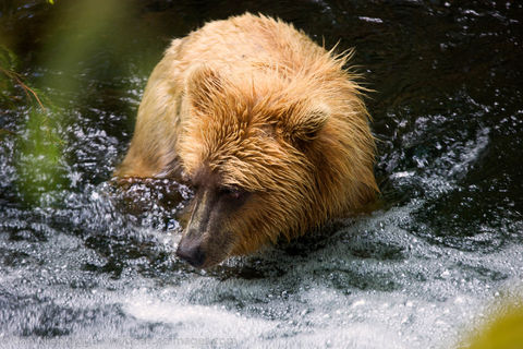 Brown Bear in Alaska