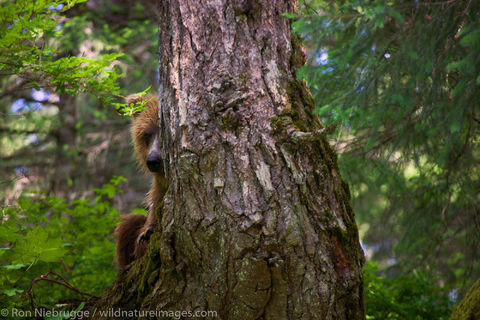 Brown Bear in Alaska