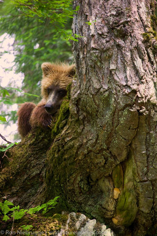 Brown Bear in Alaska
