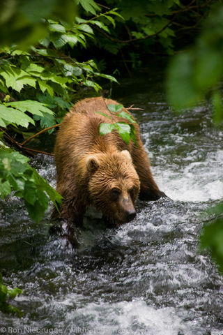 Brown Bear in Alaska