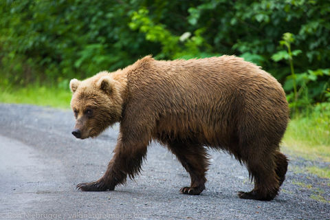Brown Bear in Alaska