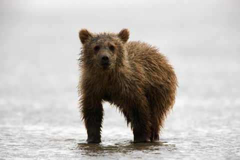 Brown Bear Cub