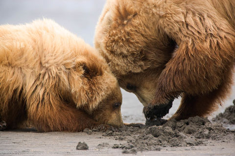 Brown Bear Digging Clams