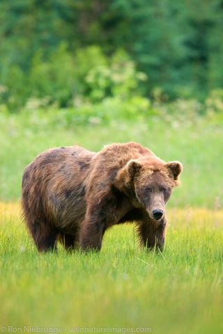 Male Brown Bear