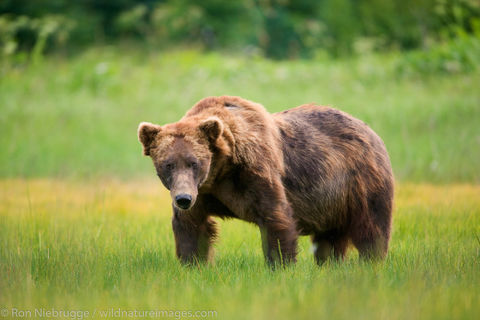 Male Brown Bear