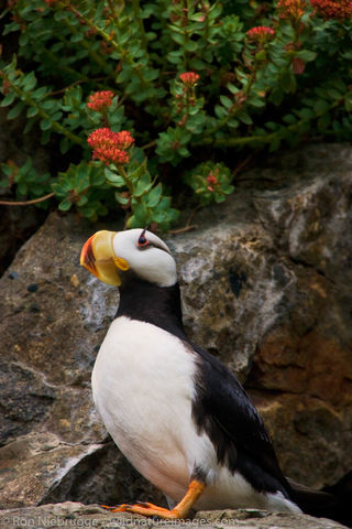 Horned Puffin