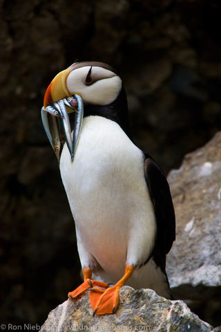 Horned Puffin