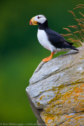 Horned Puffin