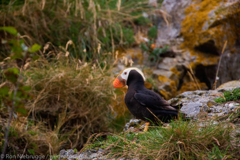 Tufted Puffin