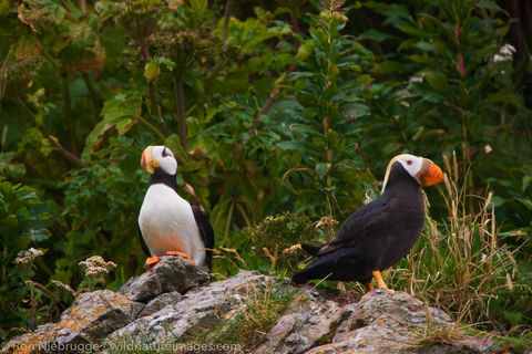 Horned and Tufted Puffin