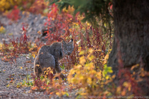 Wild Lynx