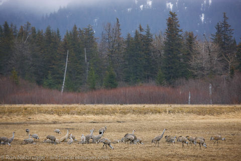 Sandhill Cranes