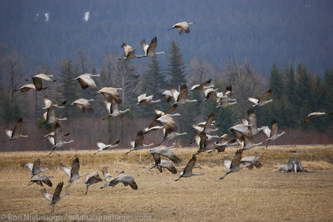 Sandhill Cranes