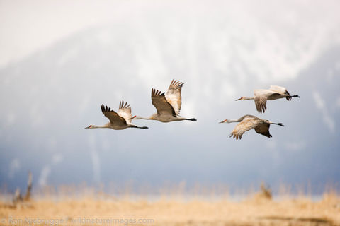 Sandhill Cranes
