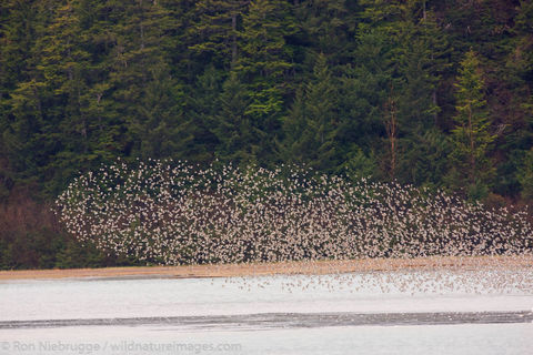 Shorebird migration