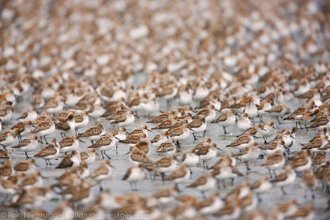 Shorebird migration