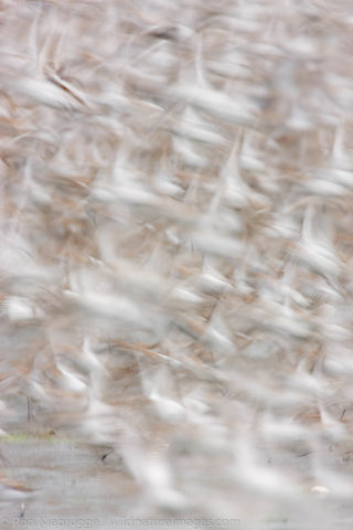 Shorebird migration