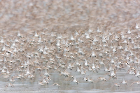 Shorebird migration