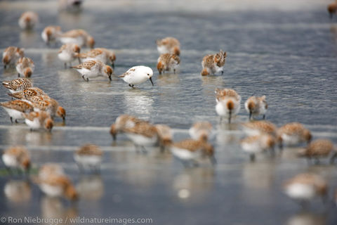 Shorebird migration