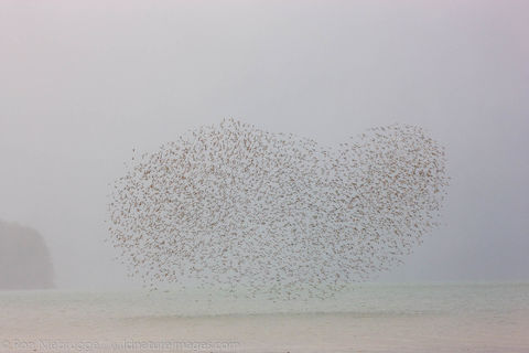 Shorebird migration