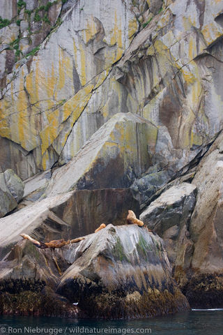 Steller Sea Lions