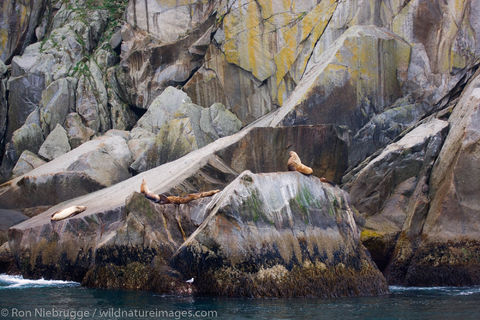 Steller Sea Lions