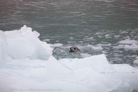 Harbor Seal