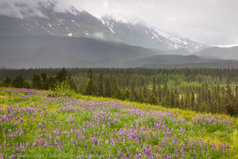 Field of Lupine