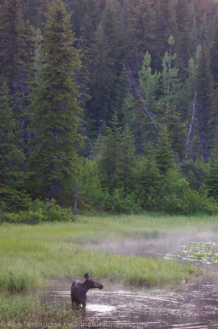 Moose