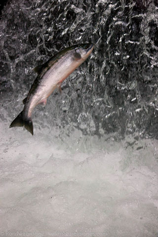 Red Salmon